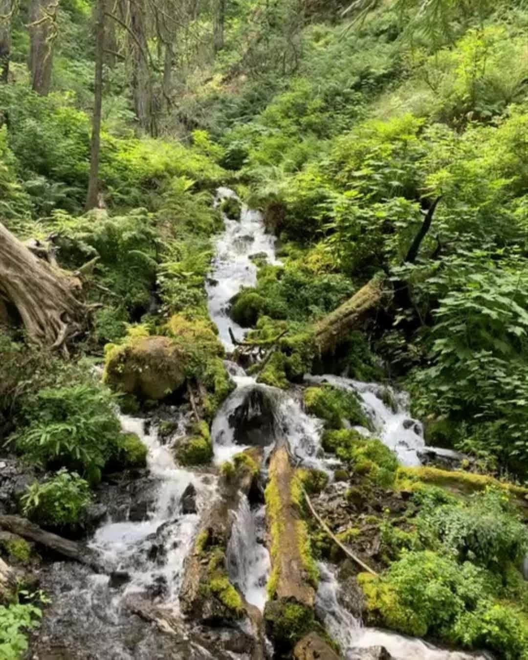 のインスタグラム：「💚 This is your reward when you get away from the crowds and explore beyond the usual path.⁠ ⁠ 📷 LP Staffer Evan Godt spent some time in Oregon this summer and shares his experience of going where most tourists don't bother.⁠ ⁠ 🗣 In Evan's words: "This stunningly serene creek stopped us in our tracks on a recent trip to Portland, Oregon. We'd driven out to Multnomah Falls, just east of the city, and walked the paved trails to the observation platforms there before deciding to push beyond the crowds and head deeper into the woods. I'm so glad we did as the trail featured a number of beautiful sights, this tumbling section of Wahkeena Creek among them. Also, while the green color pops in this picture, not far from this scene was a bare swath of burned forest still recovering from a wildfire that swept through the area several years prior, a reminder of the power and long-lasting impacts of forest fires."」