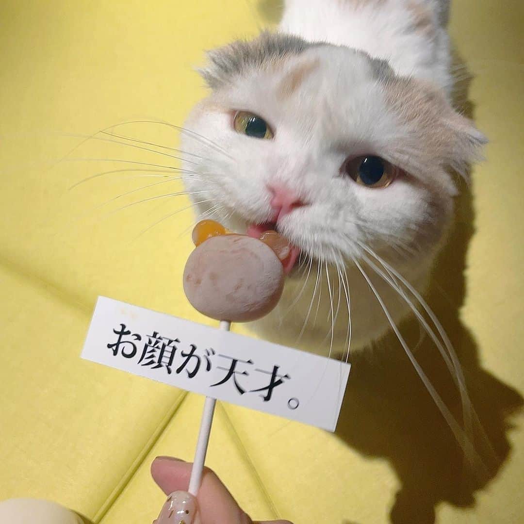 橋本紗奈さんのインスタグラム写真 - (橋本紗奈Instagram)「癒された... 猫飼いたい🐈 . . #猫カフェ #猫カフェmocha」9月29日 20時18分 - hashimoto_sana