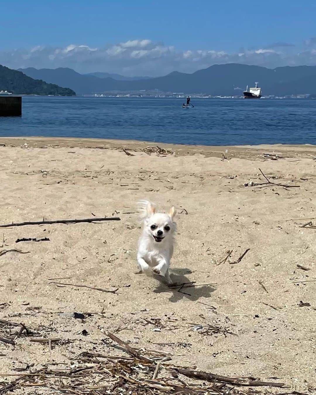 清水春名さんのインスタグラム写真 - (清水春名Instagram)「チワワのはなちゃん、8か月になりました🌸 「バーン」てやったらコテンと寝転んでくれるし 「ハウス！」といったらケージに入るし、 おすわりもふせも出来るようになりました❣️ 今度動画撮りますね☺️  #チワワのはなちゃん #チワワ #チワワ部 #チワワのいる暮らし #チワワラブ #チワワ大好き #チワワなしでは生きていけません会 #チワワのいる生活 #チワワクリーム」9月29日 21時04分 - haruna_shimizu_walk