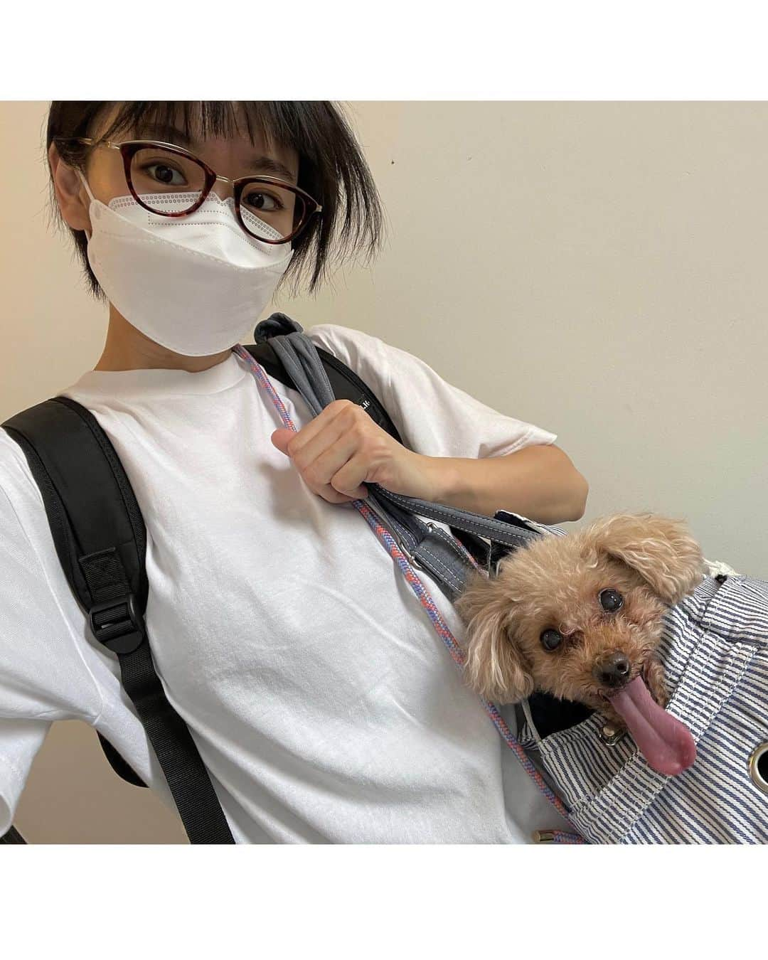 時東ぁみさんのインスタグラム写真 - (時東ぁみInstagram)「愛犬くんとデートへ❤️ ・ 小さい頃から食が細いので、色んな工夫をしてご飯を食べてもらってます！ 最近はカリカリご飯にトッピングを！ ・ そのトッピングも体に良いものがいいな〜と思い、Instagramで見つけた手作りのお店へ☆ ・ 人が食べられる食材で作っていて超安心☆ 試食もさせてくれます！ ・ swipe→3 試食動画は…食べ物に興味のない子はこんなもんw 家ではバクついてますっ！！ 全種類買ってよかったー🐶♡ ・ #時東ぁみ #愛犬 #犬 #dog #トイプードル #toypoodle #10歳 #10yearsold #デート #食が細い #ヒトワン #手作りご飯 #ご飯にトッピング #試食あり #たくさん食べてくれる #長生きしようね #🐶 #🐶❤️」9月29日 12時58分 - amitokito