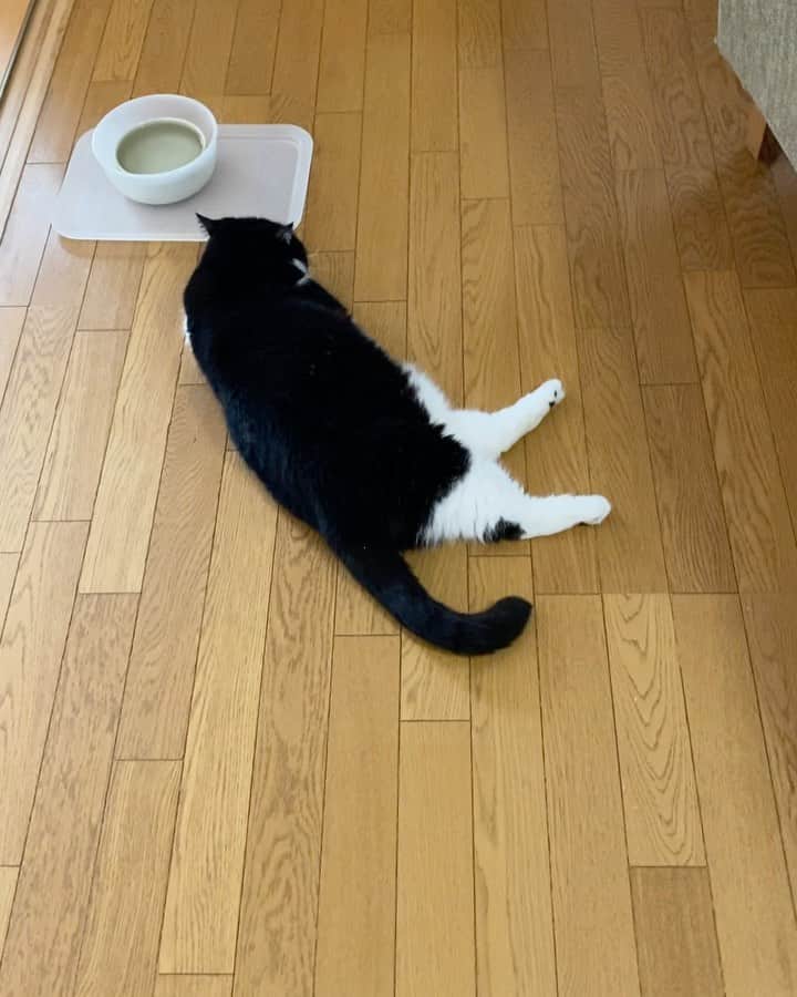 nemuru_catのインスタグラム：「#ルーク  音ありです🔊 るっちゃんは掃除機をかけだすと わざと前に横になります😸 * #ダイソン#ねこ部#cat#cats#neko#猫#catsofinstagram#bestmeow#catlover#instagramjapan#ふわもこ部#エキゾチックショートヘア#exoticshorthair#はちわれ」