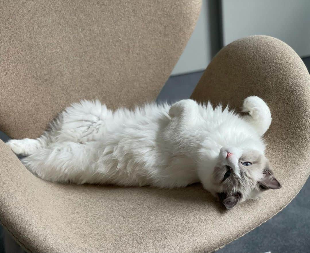 三浦瑠麗さんのインスタグラム写真 - (三浦瑠麗Instagram)「なぜ猫が寝ているのをみるだけで幸せになれるか解明できたひとに100万バレル。」9月29日 15時14分 - lullymiura