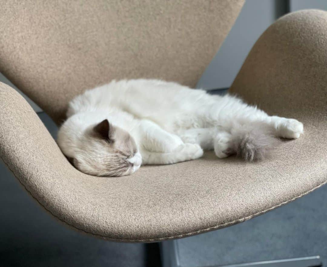 三浦瑠麗さんのインスタグラム写真 - (三浦瑠麗Instagram)「なぜ猫が寝ているのをみるだけで幸せになれるか解明できたひとに100万バレル。」9月29日 15時14分 - lullymiura