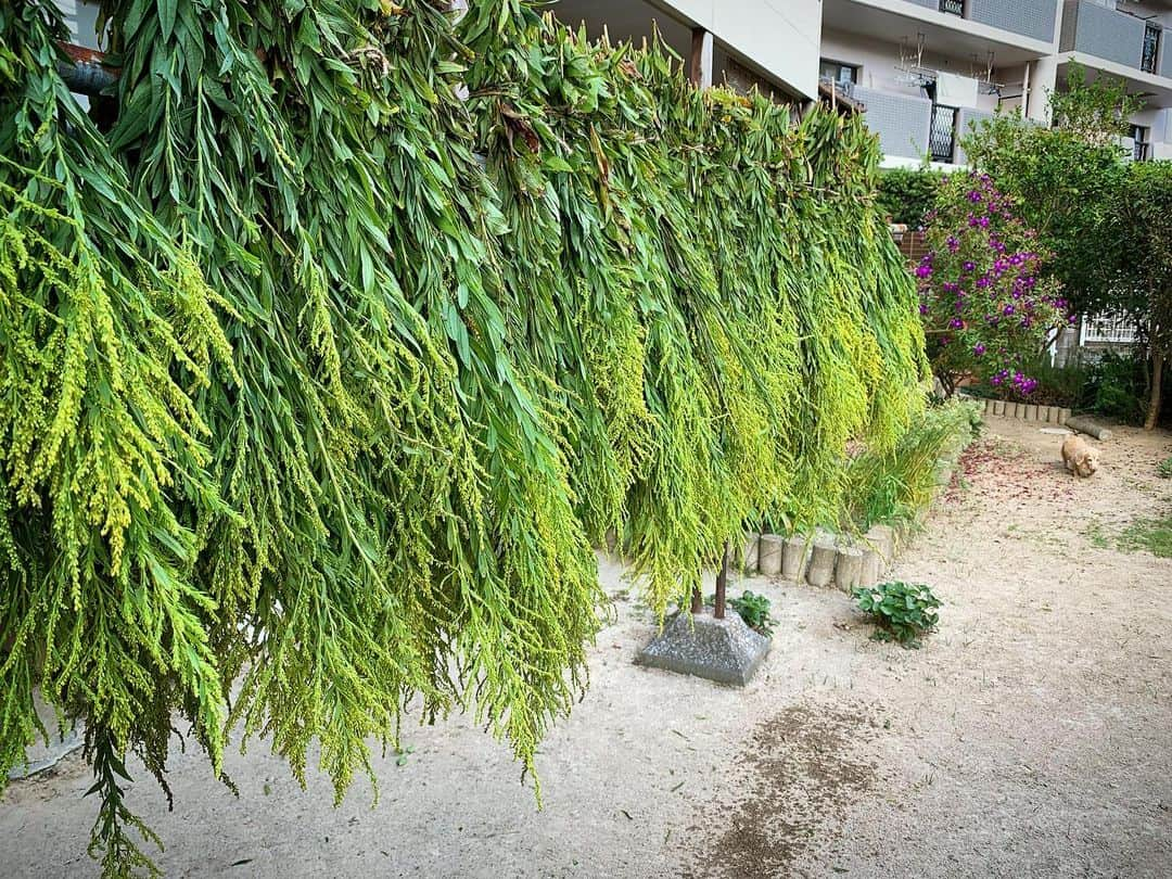 サラ・タミュラのインスタグラム：「手作り日記🤝 セイタカアワダチソウの入浴剤🌿  花が咲く直前が、一番パワーがあるそう✨✨  #sarahlog #eolog #eoもいるよ #セイタカアワダチソウ」