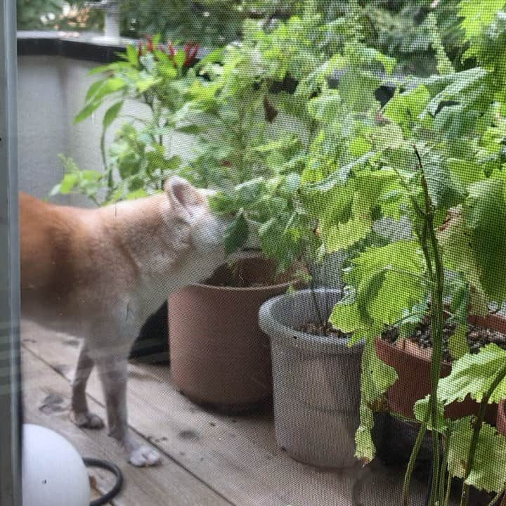 柴犬リリコのインスタグラム：「今年のシソ活も終盤です🌱🌱🐶 #シソ活」