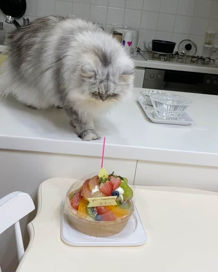 のインスタグラム：「2021/10/13 珠音☆Juon ＊ ☆5歳の誕生日☆ ＊ ぼくじゅおん。 たんじょうびだった。 でも これからもずっと あかちゃんでいる事にする ☆ #happybirthday #珠音#Juon#あまえんぼう王子#抱っこ王子#可愛い#最愛の末息子#チンチラペルシャ#チンチラシェーテッドシルバー#mycat #mybeby #myfamily  #ilovecats #cat #chinchillapersian #shadedsilverpersian #boy #prince#ねこのきもち #ねこ部 #幸せ#猫のいる暮らし #楽しい#嬉しい#ありがとう」