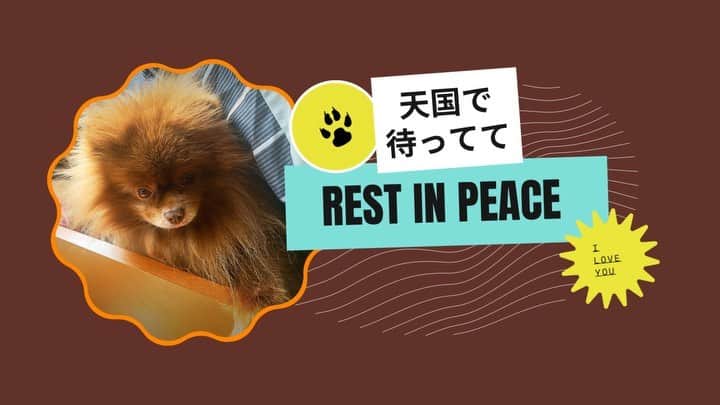 Codyのインスタグラム：「Kuma 05.09.2009 - 10.13.2021  Rest In Peace “My puppy boy” 天国で待っててね🤎 I love you.」