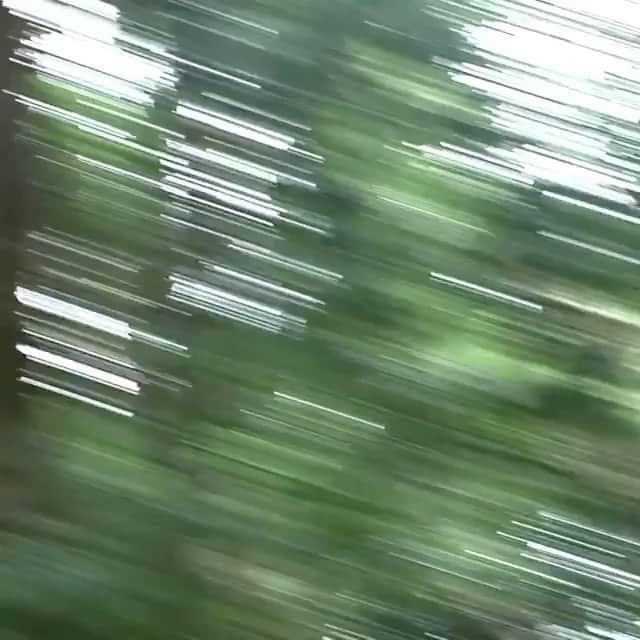 クーピーのインスタグラム：「🌳🌳🌳　 Posted @withregram • @timescan @guruscutandstand グルズキャンプ2021 Ft. @kupy @shogozama @shin_sanbongi @ryuunoskrr @ikkei_takahashi @hararararar and the Guru’s homies.   Thanks guys !! ❤️」