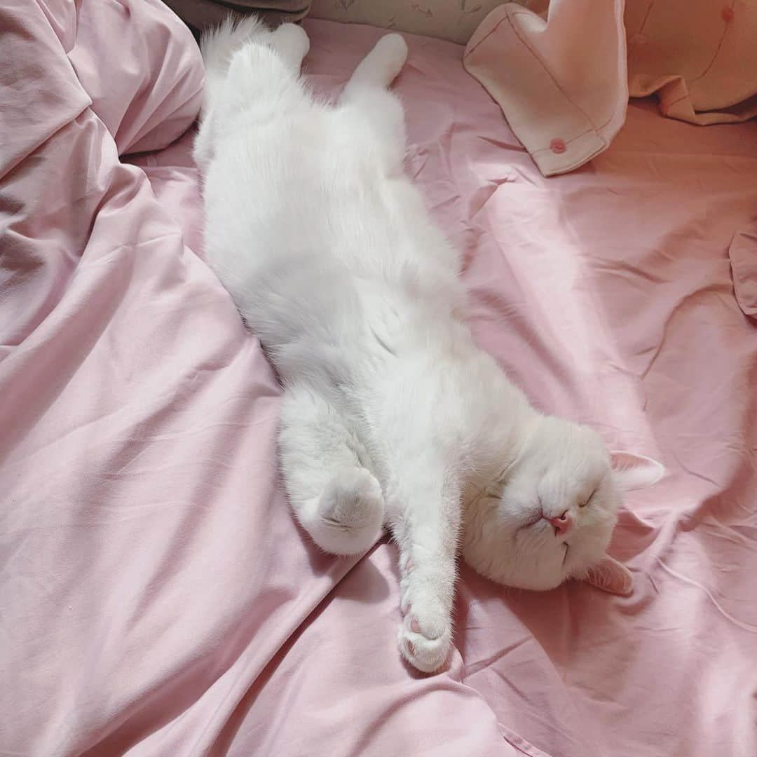 田中めいさんのインスタグラム写真 - (田中めいInstagram)「🐱💤」9月30日 8時35分 - meicat__meow