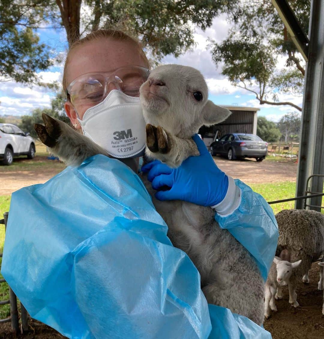 ケイティ・パスフィールドのインスタグラム：「Just call me Mary 🐑 ••• With only 9 weeks of semester left for this year (aka only 6 weeks of lectures left in our course), lamb cuddles are becoming very important.」