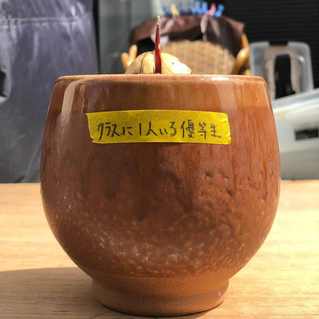 Ari Keitaさんのインスタグラム写真 - (Ari KeitaInstagram)「新しい入居者がいらっしゃいました。  #avocado #アボカド #アボカド栽培」9月30日 10時59分 - ariorali