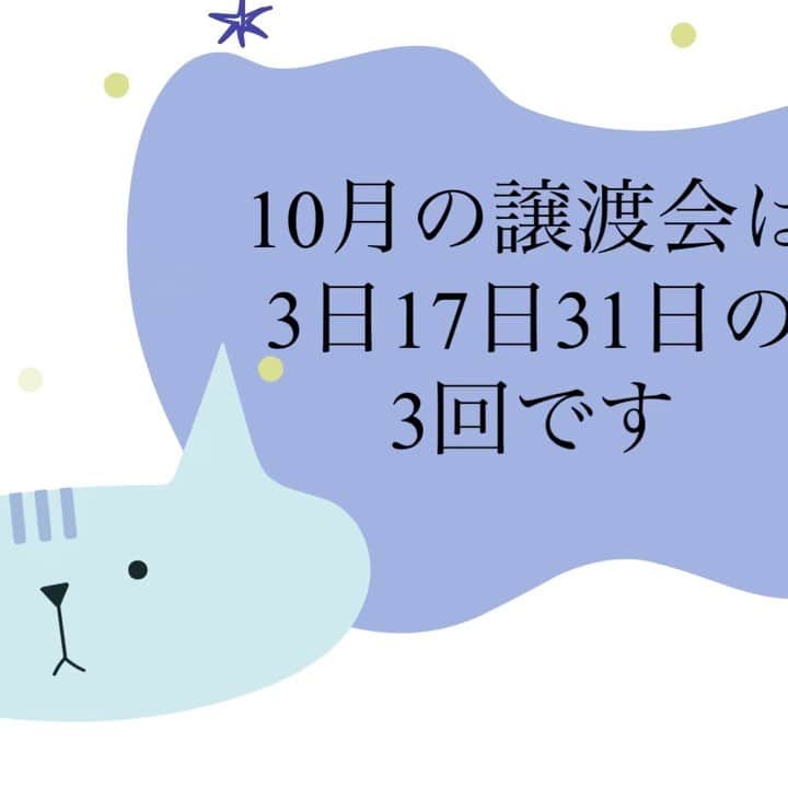川上麻衣子のインスタグラム：「10月の猫譲渡会は3回開催されます！ ぜひ出逢いを探しにいらしてください🐈  https://youtu.be/RQMy81H12VQ」
