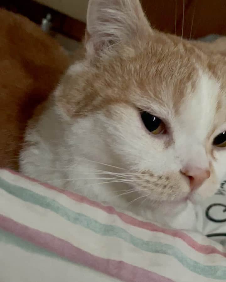 にゃんすくんのインスタグラム：「耳ずぼ👂  ブヒブヒいって耳撫でて欲しくて 手にすり寄ってくる 可愛いブタちゃん🐽  #cat #猫 #動物 #happy #funny #american #アメショ #ピクネコ #ペコねこ部 #catlover #instacat #ニャンスタ #にゃんすたぐらむ #pet #animal #面白い #癒し #猫部」