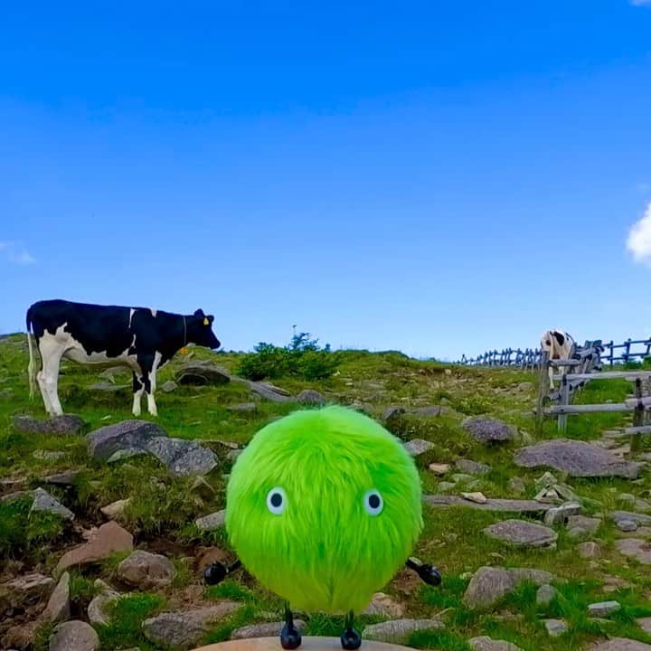 SUUMO公式アカウントのインスタグラム：「ひやひや…🐄🐄🐄🌱🍃🌿 #牧場 #牛 #自然 #秋 #緑 #空 #farm #nature #autumn #green #sky #ぬいどり #ぬい撮り #スーモ #SUUMO」