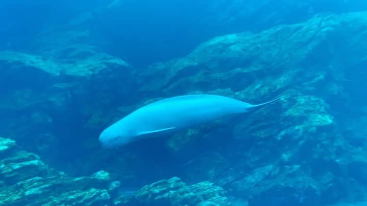 のインスタグラム：「べこ〜૮₍´｡• ᵕ •｡`₎ა ・ ・ 動物園ではなく… 水族館にて🐬🐠 ・ ・ 大好きなスナメリちゃん。 後半に、お魚がいっぱいのところに泳いでいく姿がとてもキレイ✨ 海の中にいる気分になれて癒されます🍀 ・ ・ ・ ぜひ、最初から最後まで見てみてね💕 ・ ・ ・ 瑚白」