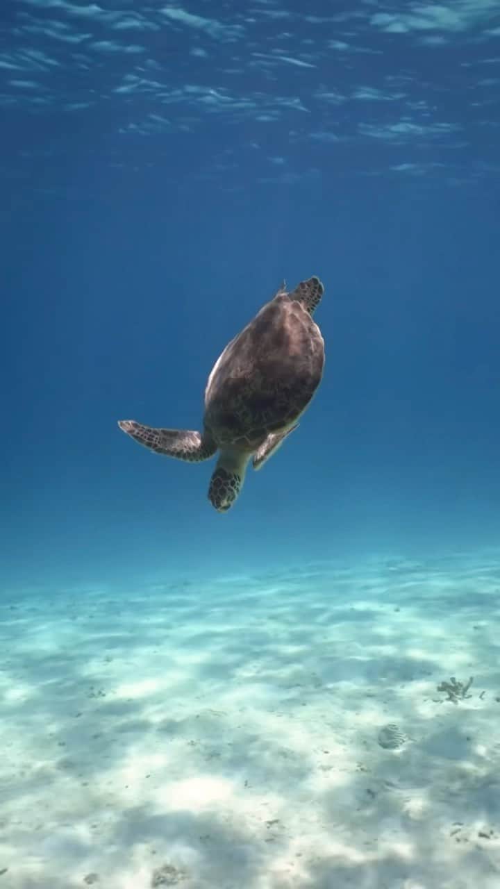 H I R O M I M O R I Y Aのインスタグラム：「Cute🐢🌊  亀の息継ぎ🐢 ヤビジの正社員さんそろそろ会いたいです🐢  カメはいつ見ても癒されるよねー🐠  #underwaterphotography #paditv #underwater #ocean #underwaterlife #scubadiving #earthshotz #planetearth  #freediving #freedivephotography  #ダイビング　#ダイビング好きな人と繋がりたい #宮古島ダイビング　#宮古島　#沖縄好き  #水中写真　#自由潛水　#海好きな人と繋がりたい　#八重干瀬 #宮古島旅行 #宮古島ブルー #宮古島観光 #宮古島移住 #宮古島好きな人と繋がりたい #宮古島life #スキンダイビング  #カメ」