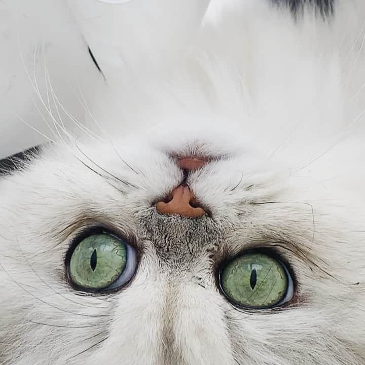 BeBeのインスタグラム：「一生見てられる🥺🥺💚パーツ全部がかわいい🥺💕後ろの曲ともなんかあってる😂😂😂#bebe #cat #kitty #kittycat #meow #eyes #adorable #catsofinstagram #kittensofinstagram #petsofinstagram #ilovecat #hubcats #CATLIFE #persiancat #ねこ #bebechannel #catmovie」