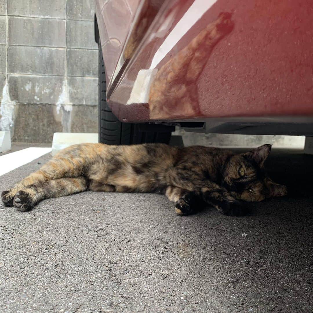 荒生暁子さんのインスタグラム写真 - (荒生暁子Instagram)「美容院の駐車場にて  ぎょ😱足が出てる‼️  くつろぐ猫ちゃん🐈 轢いたかと思った💦  エンジンかけたら 行っちゃいました。 なんのおやつもあげられなかった。 #猫ちゃん #猫#車の下の猫  #セクシーな足  ネコ目線で写メを撮る」9月30日 21時53分 - akikoarao0904