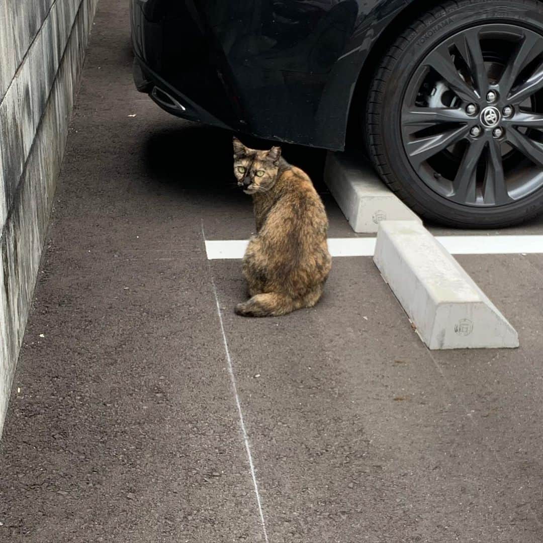 荒生暁子さんのインスタグラム写真 - (荒生暁子Instagram)「美容院の駐車場にて  ぎょ😱足が出てる‼️  くつろぐ猫ちゃん🐈 轢いたかと思った💦  エンジンかけたら 行っちゃいました。 なんのおやつもあげられなかった。 #猫ちゃん #猫#車の下の猫  #セクシーな足  ネコ目線で写メを撮る」9月30日 21時53分 - akikoarao0904