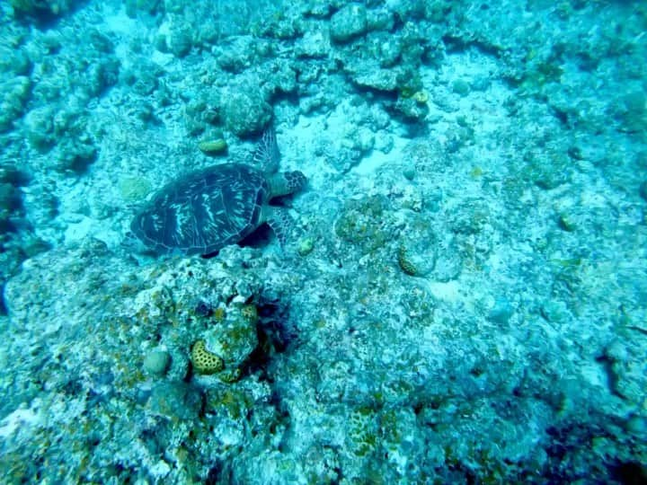 みやざきやすこのインスタグラム：「海亀の寝床にお邪魔しちゃいました😳  撮影したのは私じゃないけど（潜れないから😂） でも、遠目で見たよ！  #石垣島 #シュノーケリング #海人石垣島 #マリンちゅ #沖縄旅行 #親子旅行 #育乳女神 #ダイビング #海亀 #海亀と泳ぐ」