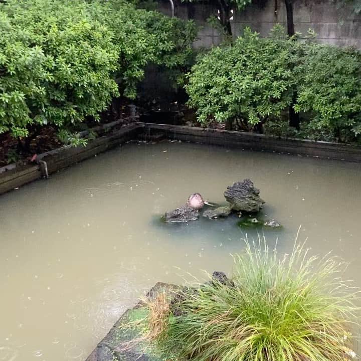 のインスタグラム：「今朝のガァーちゃん。北海道に行ってきます。」