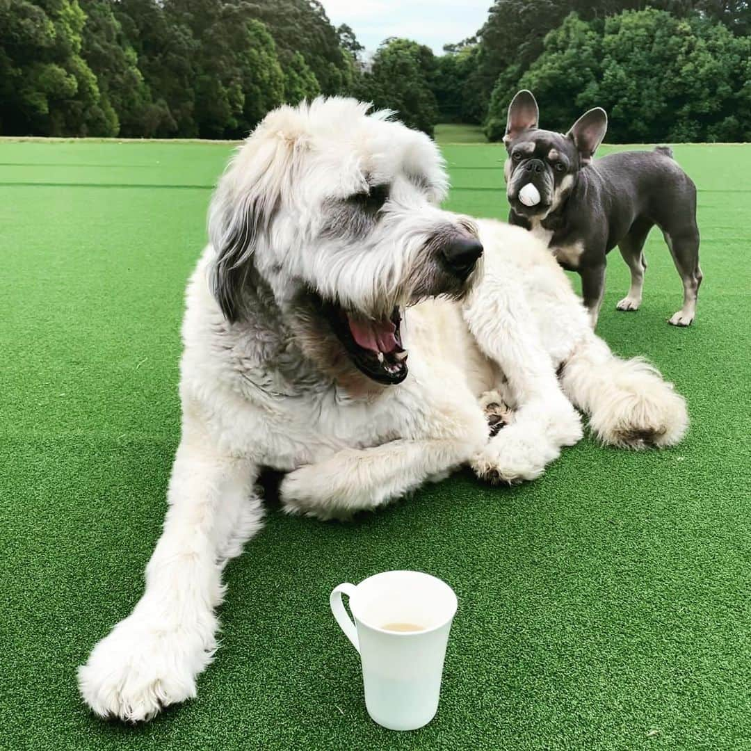 リアム・ヘムズワースさんのインスタグラム写真 - (リアム・ヘムズワースInstagram)「Happy international coffee day!  @sippinstant are giving 30% off and doubling their donation to @wild.ark to help raise funds for their newest project Mongo Valley Wildlife Sanctuary. A safe zone for native flora and fauna. Good coffee doing good things 🤙🏼」10月1日 8時42分 - liamhemsworth