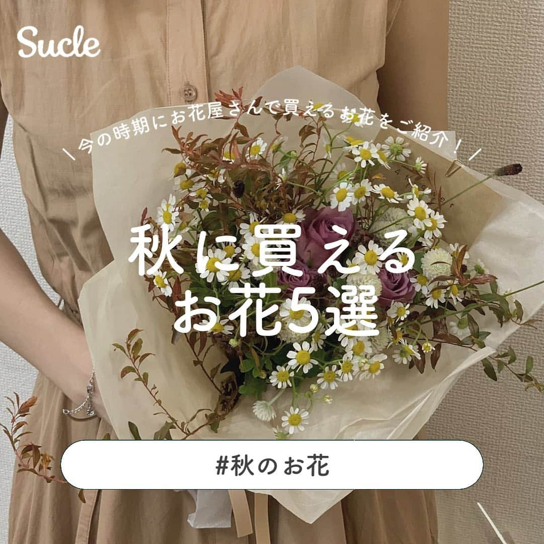 SUCLEのインスタグラム