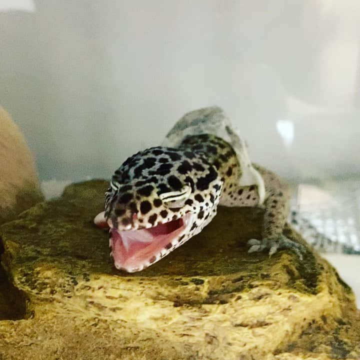 進祐哉のインスタグラム：「脱ぎ🦎」
