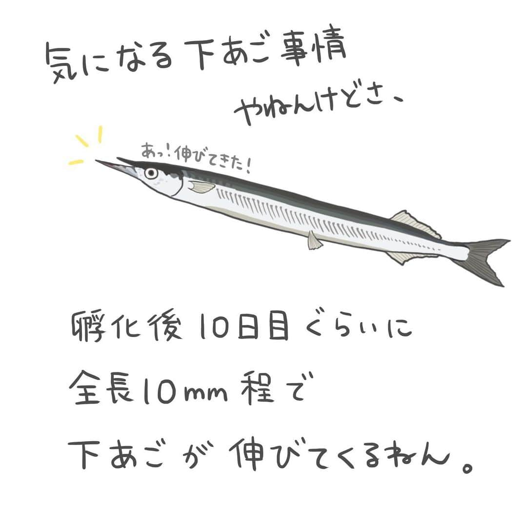 高本采実さんのインスタグラム写真 - (高本采実Instagram)「🐟 4コマ水産学「サヨリ」  秋から冬にかけ大きいサイズが釣れ出すサヨリ 下あごがびょいーんと伸びているかわいい回遊魚です。 今回は、サヨリの姿形の誕生と秘密についてご紹介っ🤭🐟  ◆産卵期 産卵期は４〜７月頃（水温14.0〜23.4℃） 産卵盛期は５〜６月です。  ◆群れの性比 群れで回遊するサヨリ。  成魚の群れの性比（オス：メス）は、産卵期を基準に変化します。 産卵期前＿１：１ 産卵期中＿１：１　または　オスに偏る 産卵期後＿メスが多い  一方、未成魚の群れの性比は、ほぼ１：１です。  ◆産卵から孵化まで サヨリは、流れ藻（特にホンダワラ類）をはじめとした浮遊物に卵径2.0mm前後の卵を産みつけます。 （時には、木・小枝・竹などにも）  流れ藻に産みつけられたサヨリの卵は、 孵化するまでの約2週間、限られた範囲内でかなり複雑に漂流します。 （が、あまり遠くまで流されることはありません）  そしてなんとその間漂流した総移動距離は MAX27マイル！（43.4523km） JR大阪駅〜京都駅ぐらいの距離です😳（約43km）  ◆孵化後 孵化後１０日目ぐらいに、全長約10mmまで成長し、 その頃、サヨリの特徴である下顎が伸張してきます。  ◆下顎について サヨリの下顎は、エサの捕食に適応しています。 表層近くにいるプランクトンや、水面に落ちて浮かんでいる虫などをすくい取って食べるのです。  ちなみにエサがたくさんある環境の時、 魚体の大きさ関係なく食べ続けること30分位で 飽食（お腹いっぱい）になります。  そんな便利な下顎ですが、、、 実は産卵時に流れ藻に卵をうみつける際、 下顎が藻に絡まりそのまま天国へ飛び立つケースもあるのです...  それでも下顎が長いことの恩恵の方が大きかったので今のサヨリがいます。  物事には必ずメリットデメリットが生じてくるものですね🤔  . . . . . #4コマ水産学 #サヨリ #細魚 #ウキ釣り #投げ釣り #エサ釣り #サビキ釣り  #魚の豆知識 #なるほど水産学 #ナルホド水産学 #水産学 #豆知識 #生態 #魚好き  #水族館好き  #イラスト #魚イラスト #いらすとぐらむ  #釣り #釣り好き #釣りガール #アングラー #angler #fishinggirl #钓鱼 #魚と釣りと時々料理 #さかなのきもち #高本采実 #あやみん  #ayamistagram」10月1日 19時43分 - ayami__summer