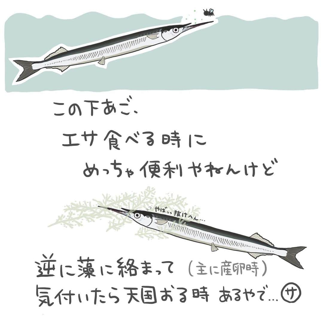 高本采実さんのインスタグラム写真 - (高本采実Instagram)「🐟 4コマ水産学「サヨリ」  秋から冬にかけ大きいサイズが釣れ出すサヨリ 下あごがびょいーんと伸びているかわいい回遊魚です。 今回は、サヨリの姿形の誕生と秘密についてご紹介っ🤭🐟  ◆産卵期 産卵期は４〜７月頃（水温14.0〜23.4℃） 産卵盛期は５〜６月です。  ◆群れの性比 群れで回遊するサヨリ。  成魚の群れの性比（オス：メス）は、産卵期を基準に変化します。 産卵期前＿１：１ 産卵期中＿１：１　または　オスに偏る 産卵期後＿メスが多い  一方、未成魚の群れの性比は、ほぼ１：１です。  ◆産卵から孵化まで サヨリは、流れ藻（特にホンダワラ類）をはじめとした浮遊物に卵径2.0mm前後の卵を産みつけます。 （時には、木・小枝・竹などにも）  流れ藻に産みつけられたサヨリの卵は、 孵化するまでの約2週間、限られた範囲内でかなり複雑に漂流します。 （が、あまり遠くまで流されることはありません）  そしてなんとその間漂流した総移動距離は MAX27マイル！（43.4523km） JR大阪駅〜京都駅ぐらいの距離です😳（約43km）  ◆孵化後 孵化後１０日目ぐらいに、全長約10mmまで成長し、 その頃、サヨリの特徴である下顎が伸張してきます。  ◆下顎について サヨリの下顎は、エサの捕食に適応しています。 表層近くにいるプランクトンや、水面に落ちて浮かんでいる虫などをすくい取って食べるのです。  ちなみにエサがたくさんある環境の時、 魚体の大きさ関係なく食べ続けること30分位で 飽食（お腹いっぱい）になります。  そんな便利な下顎ですが、、、 実は産卵時に流れ藻に卵をうみつける際、 下顎が藻に絡まりそのまま天国へ飛び立つケースもあるのです...  それでも下顎が長いことの恩恵の方が大きかったので今のサヨリがいます。  物事には必ずメリットデメリットが生じてくるものですね🤔  . . . . . #4コマ水産学 #サヨリ #細魚 #ウキ釣り #投げ釣り #エサ釣り #サビキ釣り  #魚の豆知識 #なるほど水産学 #ナルホド水産学 #水産学 #豆知識 #生態 #魚好き  #水族館好き  #イラスト #魚イラスト #いらすとぐらむ  #釣り #釣り好き #釣りガール #アングラー #angler #fishinggirl #钓鱼 #魚と釣りと時々料理 #さかなのきもち #高本采実 #あやみん  #ayamistagram」10月1日 19時43分 - ayami__summer