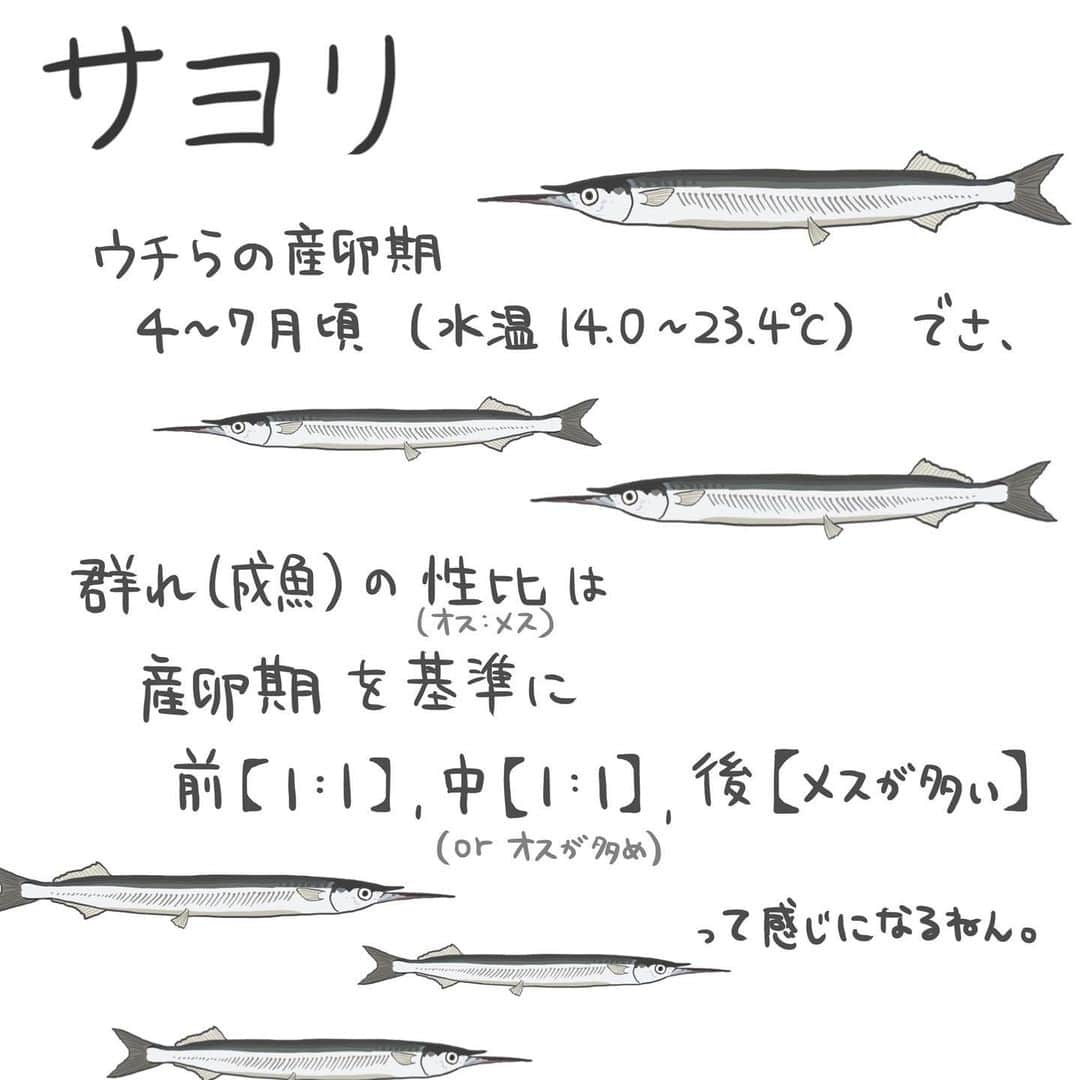 高本采実さんのインスタグラム写真 - (高本采実Instagram)「🐟 4コマ水産学「サヨリ」  秋から冬にかけ大きいサイズが釣れ出すサヨリ 下あごがびょいーんと伸びているかわいい回遊魚です。 今回は、サヨリの姿形の誕生と秘密についてご紹介っ🤭🐟  ◆産卵期 産卵期は４〜７月頃（水温14.0〜23.4℃） 産卵盛期は５〜６月です。  ◆群れの性比 群れで回遊するサヨリ。  成魚の群れの性比（オス：メス）は、産卵期を基準に変化します。 産卵期前＿１：１ 産卵期中＿１：１　または　オスに偏る 産卵期後＿メスが多い  一方、未成魚の群れの性比は、ほぼ１：１です。  ◆産卵から孵化まで サヨリは、流れ藻（特にホンダワラ類）をはじめとした浮遊物に卵径2.0mm前後の卵を産みつけます。 （時には、木・小枝・竹などにも）  流れ藻に産みつけられたサヨリの卵は、 孵化するまでの約2週間、限られた範囲内でかなり複雑に漂流します。 （が、あまり遠くまで流されることはありません）  そしてなんとその間漂流した総移動距離は MAX27マイル！（43.4523km） JR大阪駅〜京都駅ぐらいの距離です😳（約43km）  ◆孵化後 孵化後１０日目ぐらいに、全長約10mmまで成長し、 その頃、サヨリの特徴である下顎が伸張してきます。  ◆下顎について サヨリの下顎は、エサの捕食に適応しています。 表層近くにいるプランクトンや、水面に落ちて浮かんでいる虫などをすくい取って食べるのです。  ちなみにエサがたくさんある環境の時、 魚体の大きさ関係なく食べ続けること30分位で 飽食（お腹いっぱい）になります。  そんな便利な下顎ですが、、、 実は産卵時に流れ藻に卵をうみつける際、 下顎が藻に絡まりそのまま天国へ飛び立つケースもあるのです...  それでも下顎が長いことの恩恵の方が大きかったので今のサヨリがいます。  物事には必ずメリットデメリットが生じてくるものですね🤔  . . . . . #4コマ水産学 #サヨリ #細魚 #ウキ釣り #投げ釣り #エサ釣り #サビキ釣り  #魚の豆知識 #なるほど水産学 #ナルホド水産学 #水産学 #豆知識 #生態 #魚好き  #水族館好き  #イラスト #魚イラスト #いらすとぐらむ  #釣り #釣り好き #釣りガール #アングラー #angler #fishinggirl #钓鱼 #魚と釣りと時々料理 #さかなのきもち #高本采実 #あやみん  #ayamistagram」10月1日 19時43分 - ayami__summer