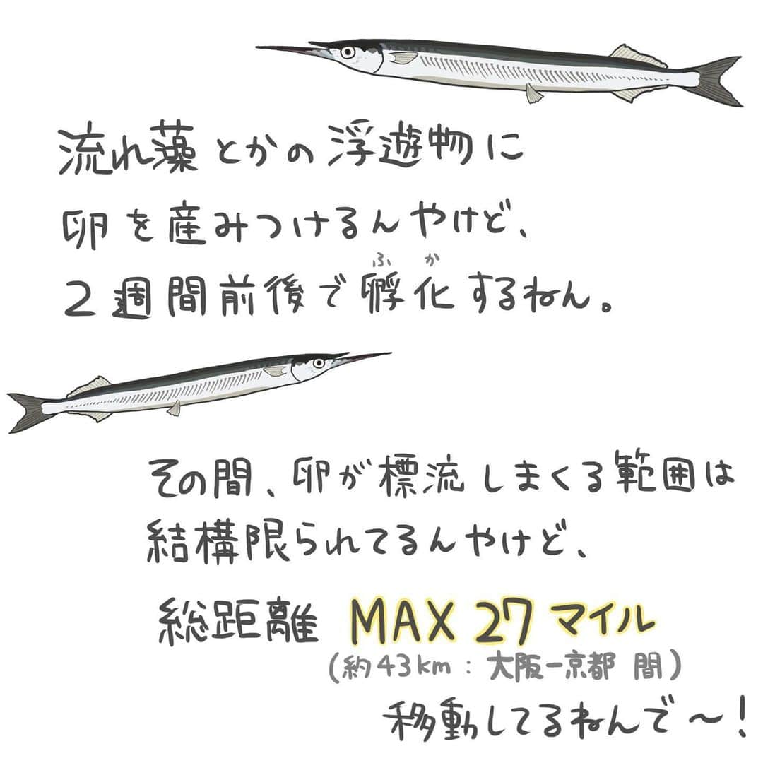 高本采実さんのインスタグラム写真 - (高本采実Instagram)「🐟 4コマ水産学「サヨリ」  秋から冬にかけ大きいサイズが釣れ出すサヨリ 下あごがびょいーんと伸びているかわいい回遊魚です。 今回は、サヨリの姿形の誕生と秘密についてご紹介っ🤭🐟  ◆産卵期 産卵期は４〜７月頃（水温14.0〜23.4℃） 産卵盛期は５〜６月です。  ◆群れの性比 群れで回遊するサヨリ。  成魚の群れの性比（オス：メス）は、産卵期を基準に変化します。 産卵期前＿１：１ 産卵期中＿１：１　または　オスに偏る 産卵期後＿メスが多い  一方、未成魚の群れの性比は、ほぼ１：１です。  ◆産卵から孵化まで サヨリは、流れ藻（特にホンダワラ類）をはじめとした浮遊物に卵径2.0mm前後の卵を産みつけます。 （時には、木・小枝・竹などにも）  流れ藻に産みつけられたサヨリの卵は、 孵化するまでの約2週間、限られた範囲内でかなり複雑に漂流します。 （が、あまり遠くまで流されることはありません）  そしてなんとその間漂流した総移動距離は MAX27マイル！（43.4523km） JR大阪駅〜京都駅ぐらいの距離です😳（約43km）  ◆孵化後 孵化後１０日目ぐらいに、全長約10mmまで成長し、 その頃、サヨリの特徴である下顎が伸張してきます。  ◆下顎について サヨリの下顎は、エサの捕食に適応しています。 表層近くにいるプランクトンや、水面に落ちて浮かんでいる虫などをすくい取って食べるのです。  ちなみにエサがたくさんある環境の時、 魚体の大きさ関係なく食べ続けること30分位で 飽食（お腹いっぱい）になります。  そんな便利な下顎ですが、、、 実は産卵時に流れ藻に卵をうみつける際、 下顎が藻に絡まりそのまま天国へ飛び立つケースもあるのです...  それでも下顎が長いことの恩恵の方が大きかったので今のサヨリがいます。  物事には必ずメリットデメリットが生じてくるものですね🤔  . . . . . #4コマ水産学 #サヨリ #細魚 #ウキ釣り #投げ釣り #エサ釣り #サビキ釣り  #魚の豆知識 #なるほど水産学 #ナルホド水産学 #水産学 #豆知識 #生態 #魚好き  #水族館好き  #イラスト #魚イラスト #いらすとぐらむ  #釣り #釣り好き #釣りガール #アングラー #angler #fishinggirl #钓鱼 #魚と釣りと時々料理 #さかなのきもち #高本采実 #あやみん  #ayamistagram」10月1日 19時43分 - ayami__summer