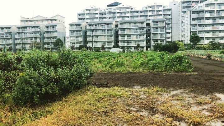 HI-Dのインスタグラム：「まだ終わりではないけどハバネロ農地の作業がひと段落。 早朝、ゴミ収集などこの台風の中でも外でお仕事されてる方々を見かけました。 農業もそうだけど、過酷な環境や台風も関係なく仕事を続ける人達が誰かの何かを守ってる。 関東はこれからもっと風が強くなる予定だから気をつけて頑張ってください。 会社勤めの皆さんもくれぐれも気をつけてください。 俺はもう少し雨にうたれてみます。✌️」