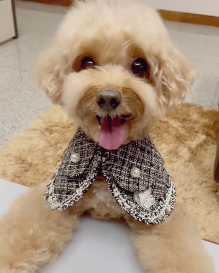 のインスタグラム：「📆(01Oct21) 👀I am so pawcited and happy to receive the beautiful Momoji ‘s bib collar from TOT (Tale of Tails)! 🥰This bib collar is so elegant and it makes me feel like a princess 💁‍♀️👑 👸🏻  🎤@taleoftailsco is having a launch promotion of 20% OFF storewide! Check it out via the link on my bio 😘 🎤@taleoftailsco is the official distributor in Malaysia and Singapore for the @momoji.hk  #ilovetaleoftails#elegantbibcollar」