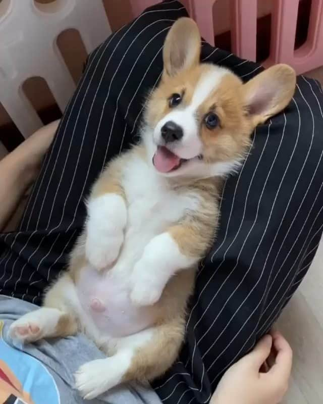 Beautiful Nature & Animalsのインスタグラム：「Cuteness overload 🐶 By @woody.corgistory」