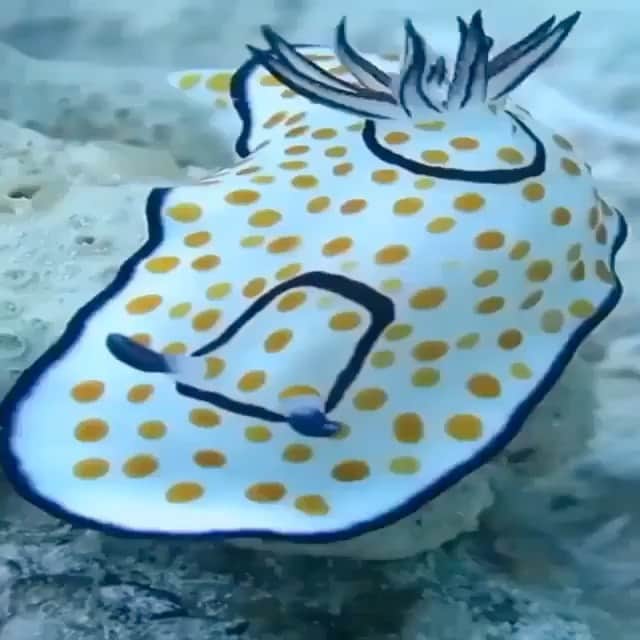 Araksのインスタグラム：「If I were a fish, this is the one I would be  #ColorByNature」