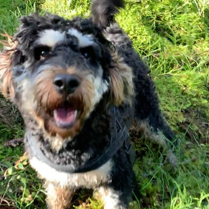 FluffyPackのインスタグラム：「Mushroom hunting..nah…not really, but I had a fun time in the woods while my mom & dad was!😄😎 Happy Friday fluffy friends ‘n hoomans!❤️ . #svamp #höst #tgif #love #weeklyfluff #cockerpoo #cockerpoosofinstagram  #dogsofinstagram #sweden #dogs #happyfriday #9gag #agriahund #lol #sverigesroligastedjur」