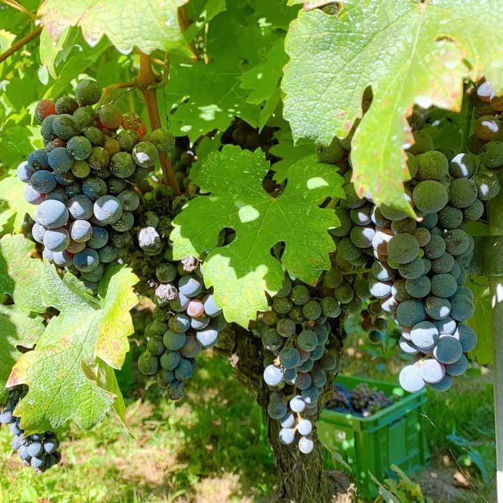佐藤智美のインスタグラム：「昨日からいよいよ10月がスタート… すっかりアップする時期を 逃してしまった感がありますが…💦 （すいません😅)  先月の連休最終日に @okunota_winery …さんの ブドウ収穫会へ行って参りました🍇✂️  今回は #カベルネソーヴィニヨン  ワイナリーから一番離れた 神田圃場に残された カベルネソーヴィニヨンたち… このブドウたちを収穫すれば 今年の収穫は最後となります。  名残り惜しい気持ちや 徐々に上がってくる気温と 闘いながら収穫は無事終了👍✨✨  作業後お楽しみのランチには なんと待望の「ワイン」🍷が!!!! 「収穫会最終日に飲めるなんて…!!!」 と、感無量の美酒ww  まだまだ書きたいことは山ほどあるので 少し時間がかかってしまいますが ブログにまとめて近々アップする予定です〜  最終日に参加された方はもちろん 今回の収穫会に参加された ワインラヴァーの皆さま 本当にほんとうにお疲れ様でした!!  緊急事態宣言が解除されたいま… 皆さまも🍷が いっぱい楽しめますよぉに🙏✨  #奥野田ワイナリー #OVC #ワイン #収穫会 #2021収穫会 #垣根栽培 #カベルネ収穫 #カベルネソーヴィニヨン収穫 #カベルネソービニョン #ワイン用ブドウ #ブドウ収穫 #wine #grape #cabernetsauvignon  #harvest #vsp」