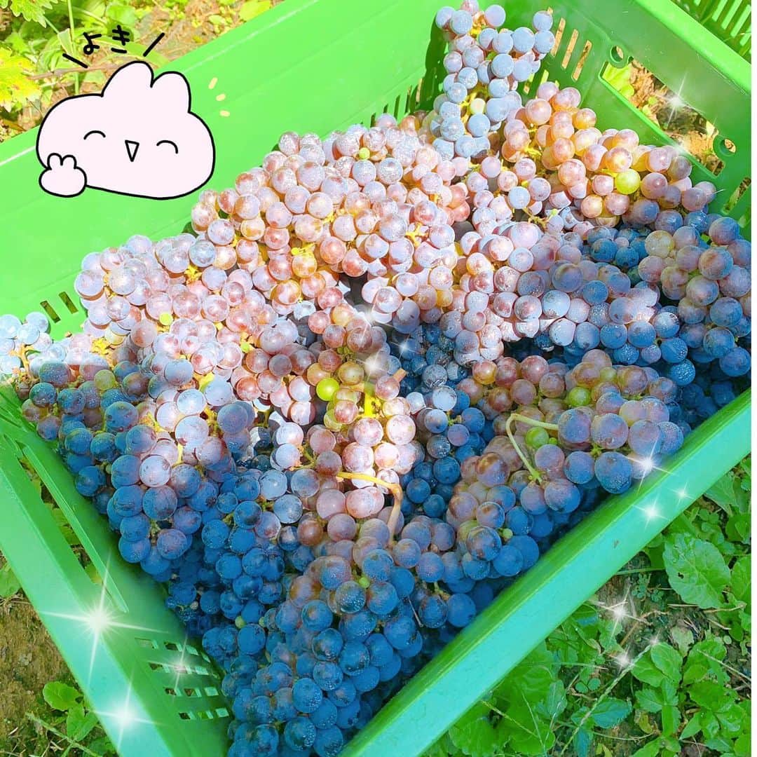佐藤智美さんのインスタグラム写真 - (佐藤智美Instagram)「昨日からいよいよ10月がスタート… すっかりアップする時期を 逃してしまった感がありますが…💦 （すいません😅)  先月の連休最終日に @okunota_winery …さんの ブドウ収穫会へ行って参りました🍇✂️  今回は #カベルネソーヴィニヨン  ワイナリーから一番離れた 神田圃場に残された カベルネソーヴィニヨンたち… このブドウたちを収穫すれば 今年の収穫は最後となります。  名残り惜しい気持ちや 徐々に上がってくる気温と 闘いながら収穫は無事終了👍✨✨  作業後お楽しみのランチには なんと待望の「ワイン」🍷が!!!! 「収穫会最終日に飲めるなんて…!!!」 と、感無量の美酒ww  まだまだ書きたいことは山ほどあるので 少し時間がかかってしまいますが ブログにまとめて近々アップする予定です〜  最終日に参加された方はもちろん 今回の収穫会に参加された ワインラヴァーの皆さま 本当にほんとうにお疲れ様でした!!  緊急事態宣言が解除されたいま… 皆さまも🍷が いっぱい楽しめますよぉに🙏✨  #奥野田ワイナリー #OVC #ワイン #収穫会 #2021収穫会 #垣根栽培 #カベルネ収穫 #カベルネソーヴィニヨン収穫 #カベルネソービニョン #ワイン用ブドウ #ブドウ収穫 #wine #grape #cabernetsauvignon  #harvest #vsp」10月2日 2時33分 - tomo_monmon