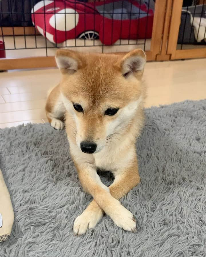 豆柴 サニーちゃんのインスタグラム