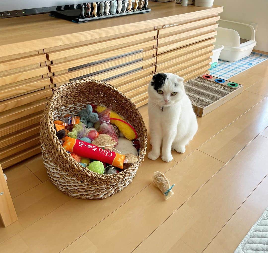 マロニーのインスタグラム：「マロニー＜オレと遊べ！😾 （おもちゃ入れの前で遊んでアピールするマロさん。遠くから見てきて、あざといです🤭 お気に入りはヘチマにまたたびをつけて遊ぶおもちゃです。遊んでいる途中にハルに横取りされるのがお決まり。🥺） #マシュマロマロニー　#猫　#ねこ　#ネコ　#cat #scottishfold #スコティッシュフォールド　#マロニー　#ヘチマのおもちゃ　#またたび最高　#猫のペンおき」