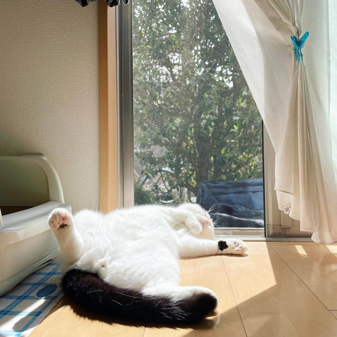マロニーのインスタグラム：「マロニー＜　あちぃ…💤💤💤 （日向ぼっこ気持ち良いね〜。猫が外を見られるようにカーテンを留める、猫ファーストな家です🏠） #マシュマロマロニー　#猫　#ねこ　#ネコ　#cat #scottishfold #スコティッシュフォールド　#マロニー　#日向ぼっこ　#モッフモフ天日干し」