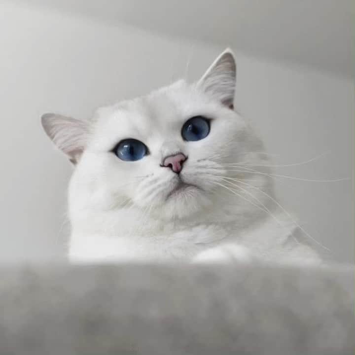 コビーのインスタグラム：「Who says cats can’t fly?」