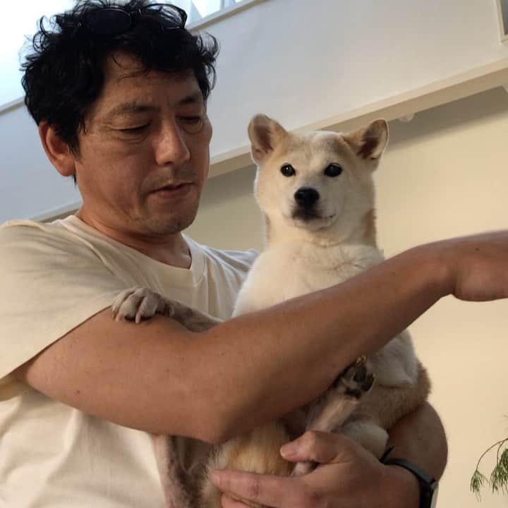 柴犬リリコのインスタグラム：「抱っこちゃん🎶抱っこちゃん🎶ってパパの歌よ…😓」