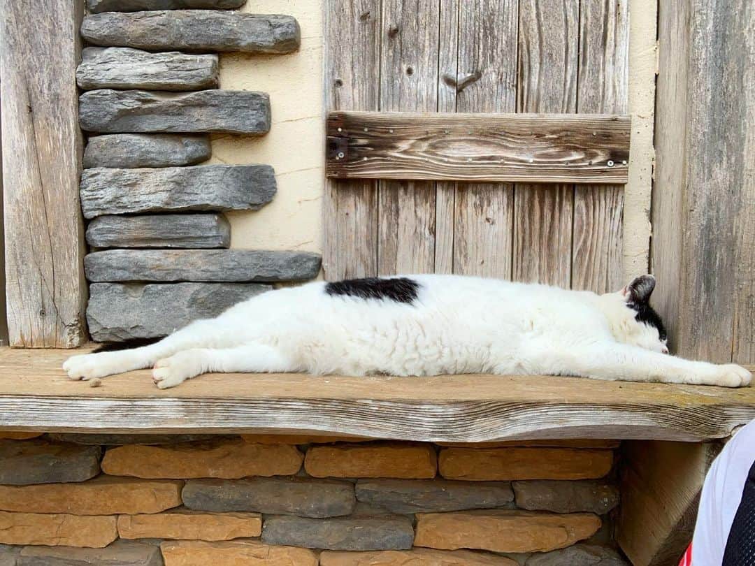 のインスタグラム：「のびにゃんこ🐈」