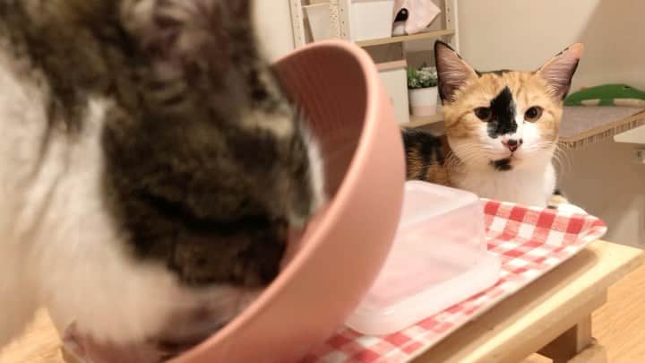 ♡caro꒰⌯͒•·̫•⌯͒꒱ ♡のインスタグラム：「ちょっとシュールな映像をお届けします。  自由奔放なミアは本当におてんばがすぎるくらいおてんばで、 「恐怖心より好奇心☆気になったらなんでもとりあえず手を出してみよ☆口にしてみよ☆ちょっとくらい叱られたって気にしない☆人生楽しも☆」 みたいな感じの子です😇  我が家では「モンスター、ミー」と言われてるほど、私の猫人生ダントツで暴れん坊のいたずらっ子。そしてあざとい甘えたガール。飼い主ちょろいからすぐデレデレしちゃう🥰  気難しいカロも、そんなミアになんだかんだ甘いんです。 ミアもカロには強くいかないし(たまに手出すけど)、カロの真似して一緒にゴロンしてたりするから、少なからずルチよりは慕ってるのが伝わってるのかな？😂  これからもこの関係、続きますように🙏  #ルチ坊若干嫌われてる説 #優しいんだけどちょっと空気が読めないの #でも本当優しくて可愛いんだから」