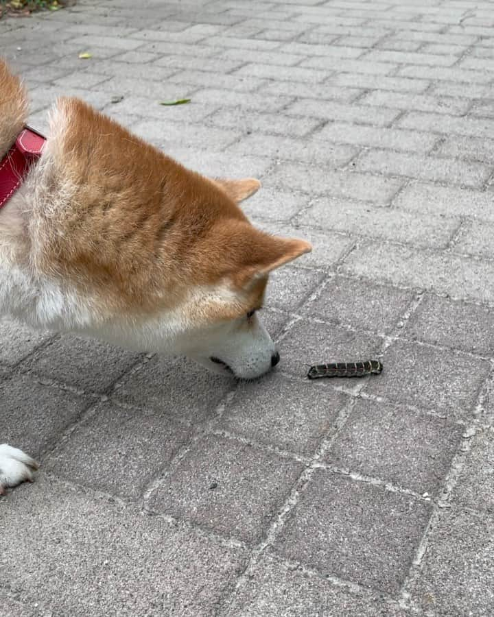 ゆうとろ（柴犬ゆうと猫のとろ）のインスタグラム