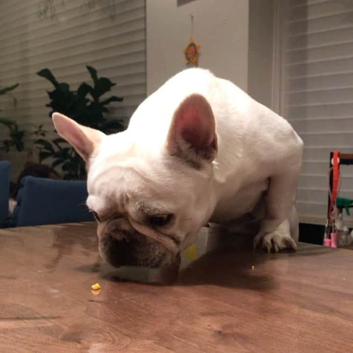 父べえのインスタグラム：「映画「ひとつぶのたまごやき」 #妙に元気です #frenchbulldog」