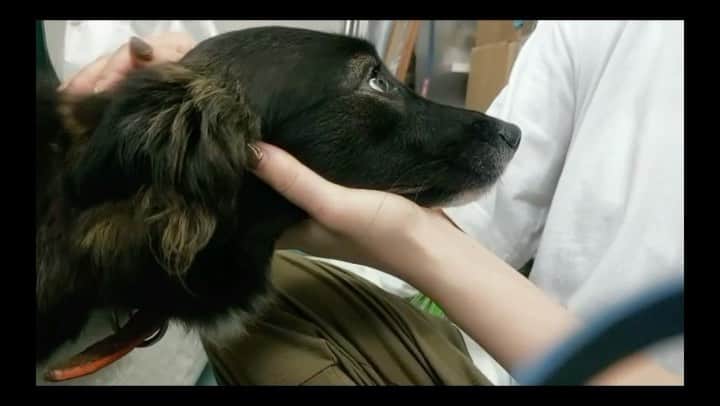 のインスタグラム：「レスキュー後の犬達の様子。 ⁡ 彼らの表情を見て欲しいです。 ⁡ 保護直後、彼らの瞳には生気を感じられませんでした。 私たちのちょっとした仕草や行動に異常なまでに怯え、横目で過剰に私たちの動きを伺っている。 ⁡ 殆どの犬がそうでした、異様な光景でした。 ⁡ ⁡甘えたい仕草を見せますが、私たちの機嫌を伺うように泳ぐ視線、尾を振っていても耳が後ろに倒れていたり、とにかく緊張しているような、甘え方ですらどうして良いのか分からない、とても不器用なその姿に胸が締め付けられました。 「本来の自分」を抑え、塞ぎ込んでいた保護当時の犬達。 ⁡  そんな彼らを見ることが何よりも辛かった。 彼らの心を自由にしてあげたい。 彼らの根深いところにある、植え付けられた不安や恐怖を取り除いてあげられるよう寝る時間も惜しんで、試行錯誤を繰り返し、何度もミーティングを重ね、毎日彼らと寄り添ってきました。 ⁡ 吠えられてもいいのです、咬むぞ！という仕草ですら、 それは彼らから私たちへの伝えたいメッセージが込められているからです。 ⁡ そのメッセージを受け取れなければ、彼らを幸せにすることはできないのです。 それは私達の目線ではなく、彼らの立場で考えてどうあるべきかでなくてはなりません。 ⁡ いつからか次第に彼らの瞳は生気を取り戻し、表情も明るくいきいきとしてきました。 目を合わせることができなかった子が、目を合わせても逸らさないようになり、アイコンタクトで遊ぼう！と誘ってくれたり、徐々にそれぞれの子が自身の個性を出してくるようになり、無邪気な表情で遠慮なく甘えてこれるまでになりました。  そして、そんな彼らと過ごす時間は毎日があっという間で、彼らを保護してからまもなく１ヶ月が経とうとしています。 ⁡ ⁡ 今の私たちにとって、 彼らと過ごす時間は１秒１秒が儚く、大切な時間です。 ⁡ お散歩も１頭１頭と向き合い、丁寧に時間をかけコミュニケーションをとり一緒に楽しむからこそ、彼らにとっても楽しいものになります。 ⁡ ただ流れ作業で、排出を促されるだけの散歩やアイコンタクトも取らず、 怒声と暴力に怯えながらする散歩… ⁡ そんな彼らはきっと、外の風が気持ち良いこと、陽にあたってリラックスをすること、 いろんな匂いを嗅いで情報収集をすること、 本来、犬が楽しいと感じるはずの感情というものを忘れかけていたのだと思います。 楽しいと感じ表現することを許されなかった。  ⁡ これからも続く彼らの犬生が、 穏やかにゆったりとした時間でありますように。 ⁡ ⁡ この子達の笑顔、自由、安息な時間が消えてしまう日が刻一刻と迫ってきております。 ⁡ 告発の当初にお伝えしましたが、 警察の捜査が終了すると、起訴・不起訴に関わらず、所有権を盾に当該団体の元へ動物達を返還するように命じられることを免れません。 ⁡ どうか皆様、この子達の犬生が守られるよう、ご協力をお願い致します。 ⁡ レスキュードアニマルネットワークについて、 有力な証拠や証言などをお持ちの方がおられましたら、 神奈川県警　藤沢北警察署まで通報をお願い致します。 ⁡ また、私どもへも連日メールや電話等を頂いておりますが、 主に当該団体の代表についての人格についてや、個人的な感情などの情報が多く、 私どもの時間は出来る限り動物たちの為に使いたいと考えております。 ⁡ これより先のご連絡につきましては、 本件について有力な証拠や証言のご提供を頂ける方のみ、直接のご連絡をお願い致します。 ⁡ ⁡ 宜しくお願い致します。⠀ ⁡ #拡散希望 #通報お願いします」