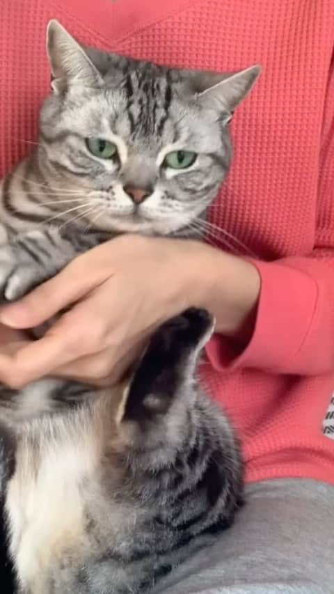 michikoのインスタグラム：「怒りん坊、我慢強い、怖がり 3匹にゃんこの爪切り動画です。」
